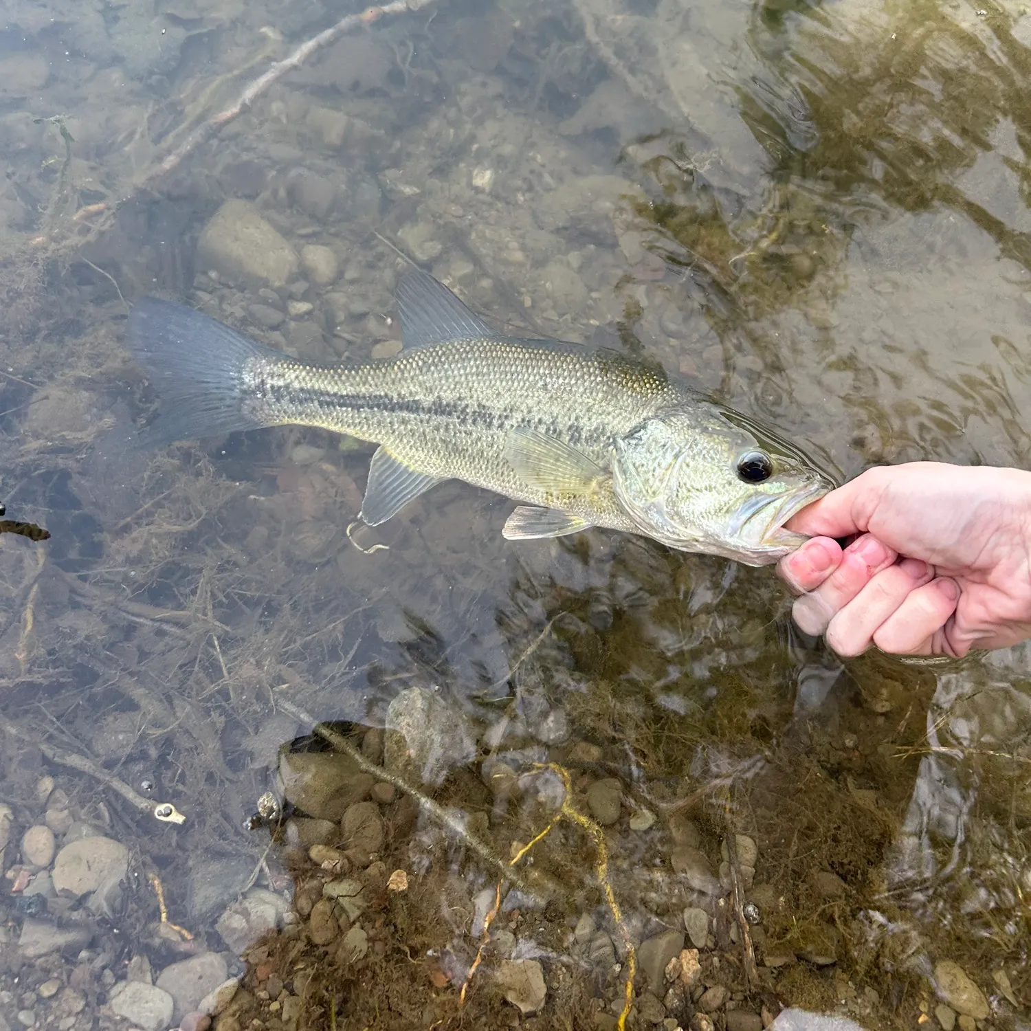 Spotted bass caught on Fishbrain