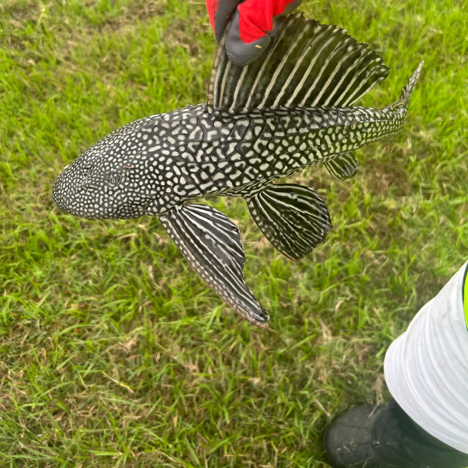 The most recent Suckermouth catfish catches on Fishbrain