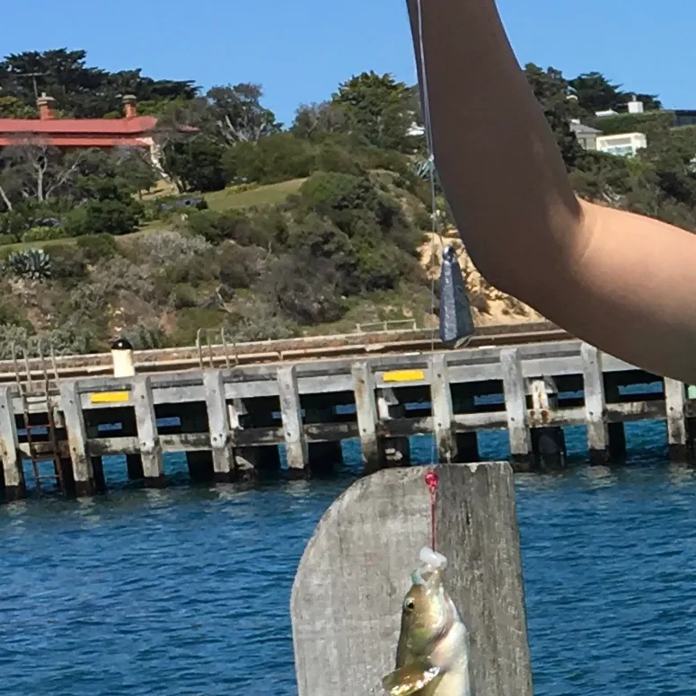 The most recent Blue weed whiting catches on Fishbrain