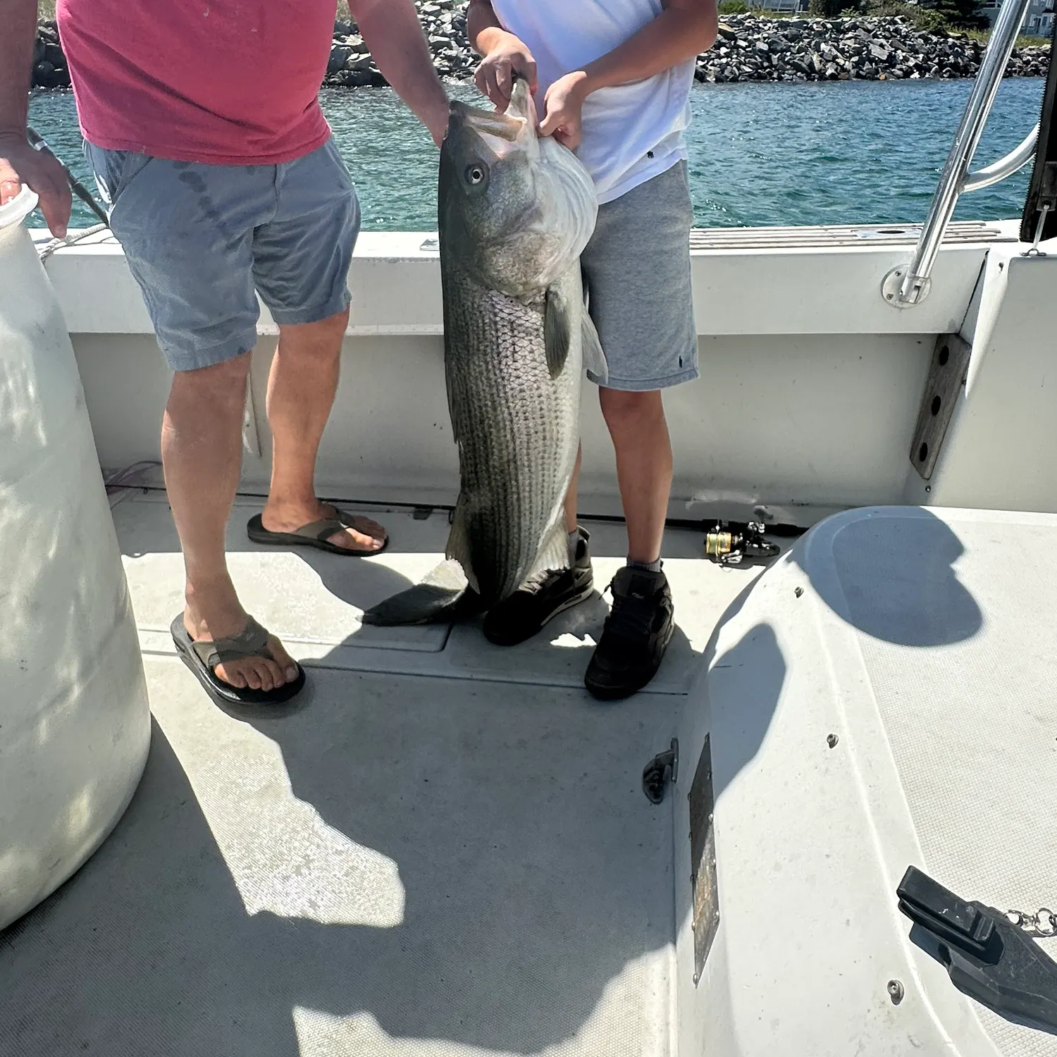 Striped bass caught on Fishbrain