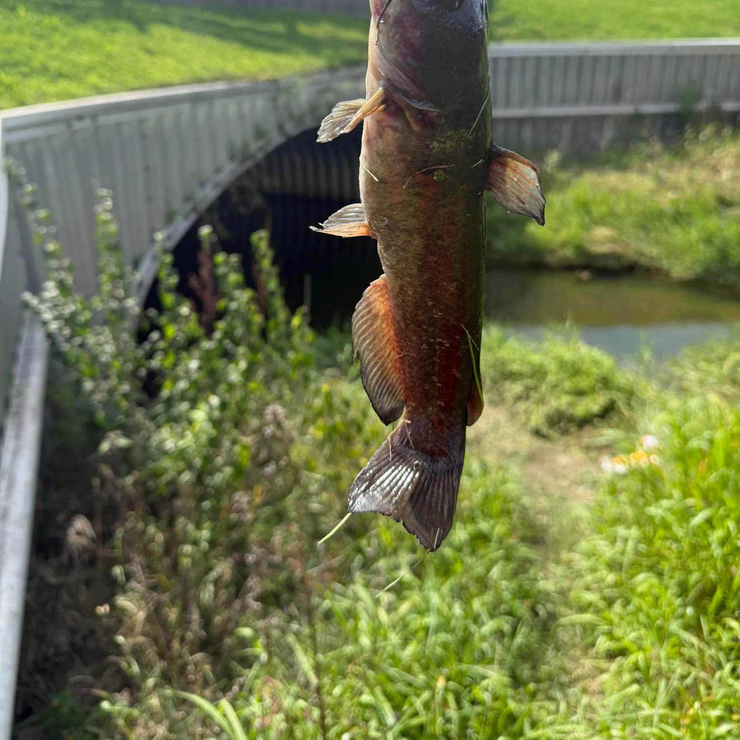 Black bullhead caught on Fishbrain