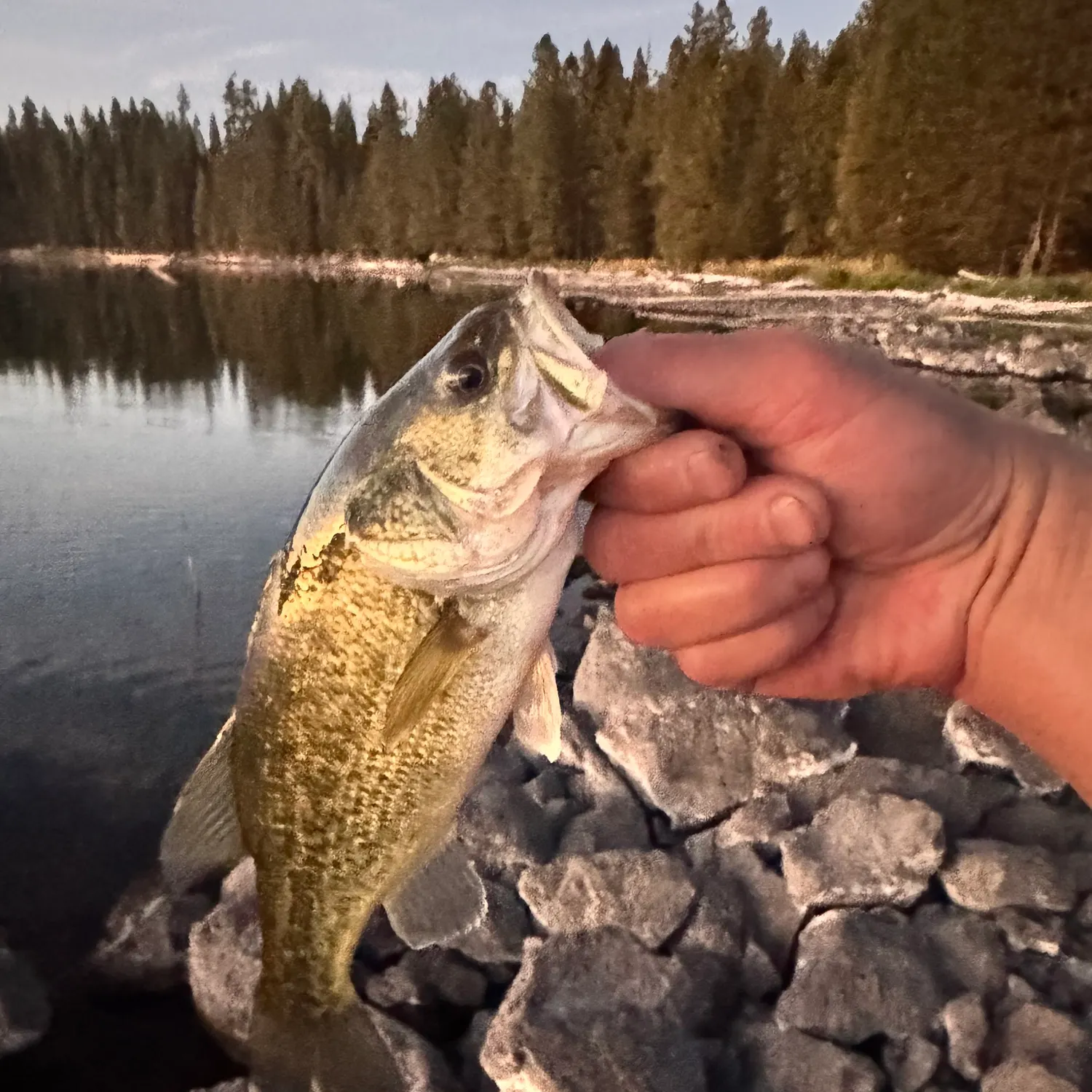 Fish caught on Fishbrain