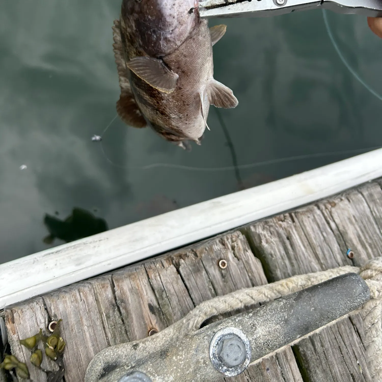 most liked catch image