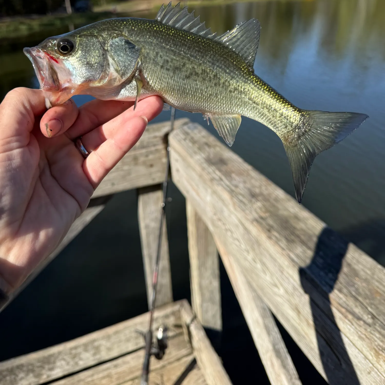Fish caught on Fishbrain