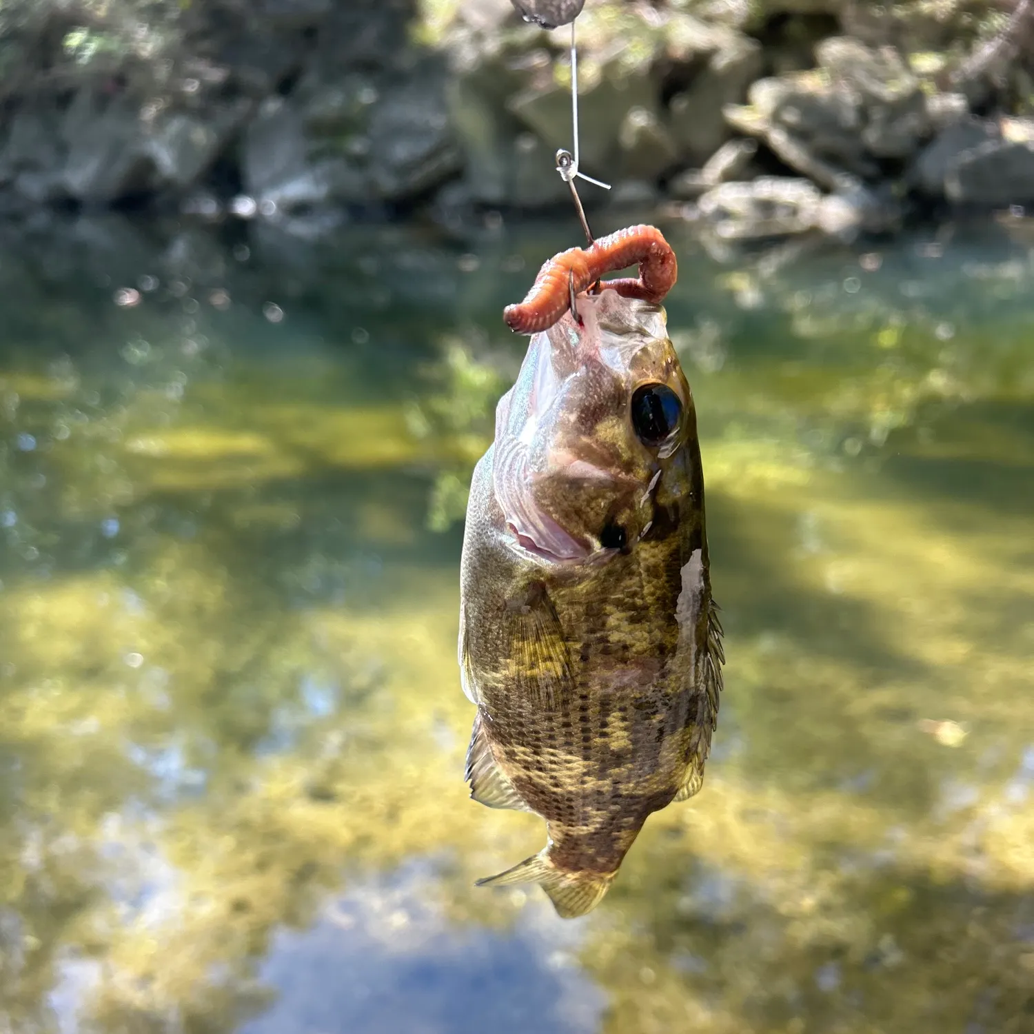 Rock bass caught on Fishbrain