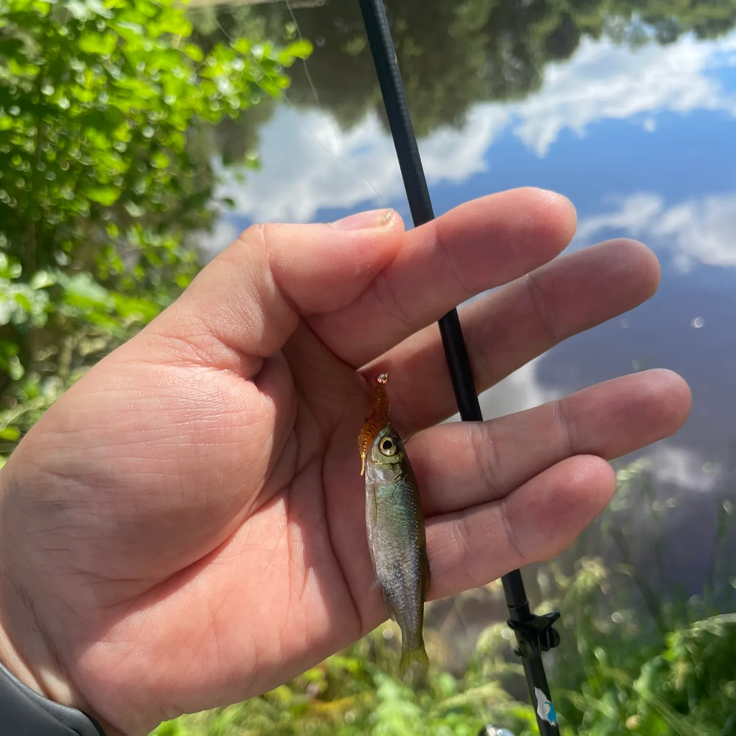 The most recent Common bleak catches on Fishbrain