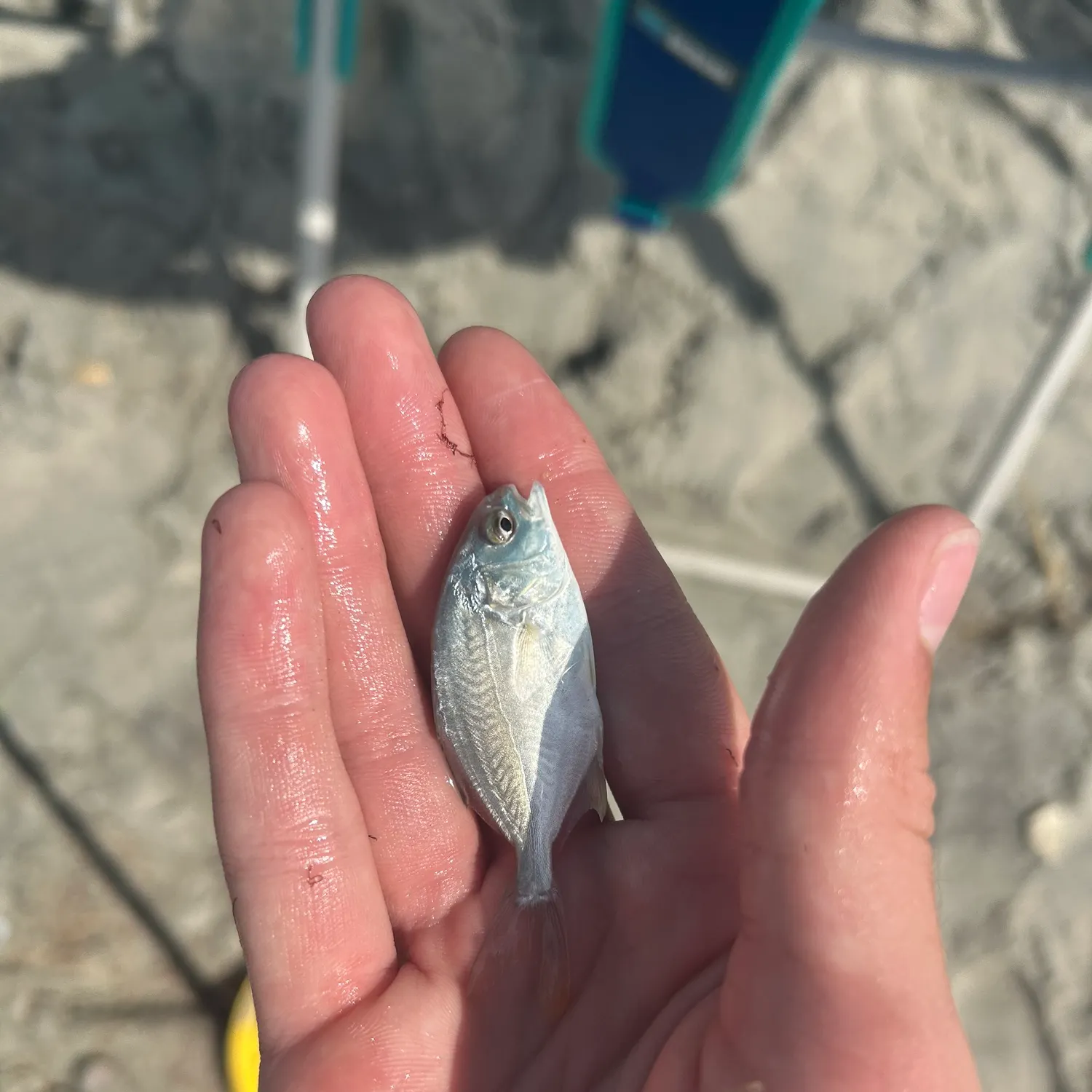 The most recent Southern pompano catches on Fishbrain