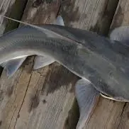 The most recent Hardhead sea catfish catches on Fishbrain