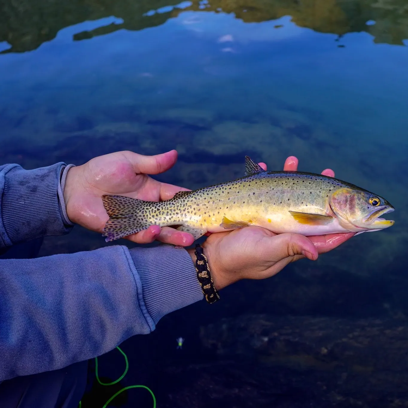 The most recent Snake River fine-spotted cutthroat trout catches on Fishbrain