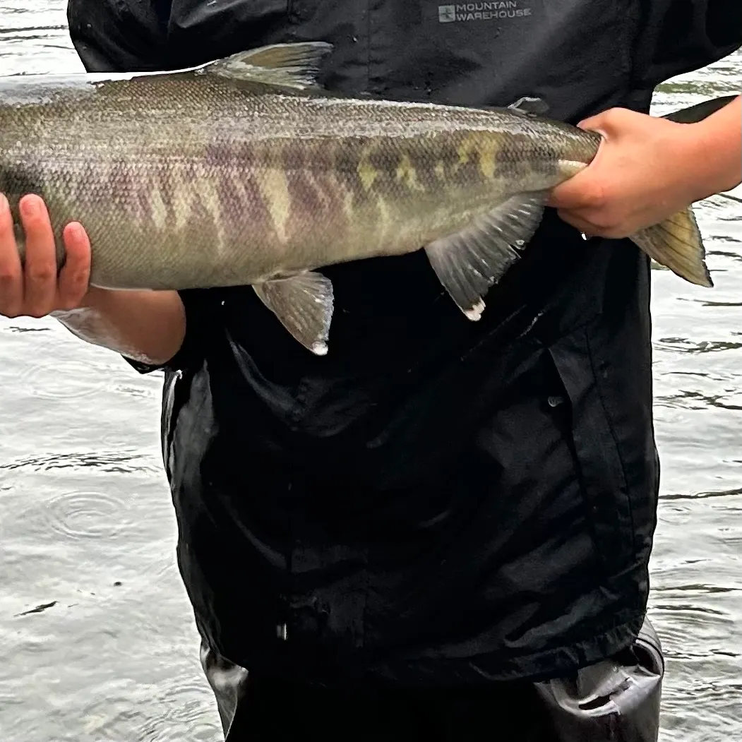 The most recent Chum salmon catches on Fishbrain