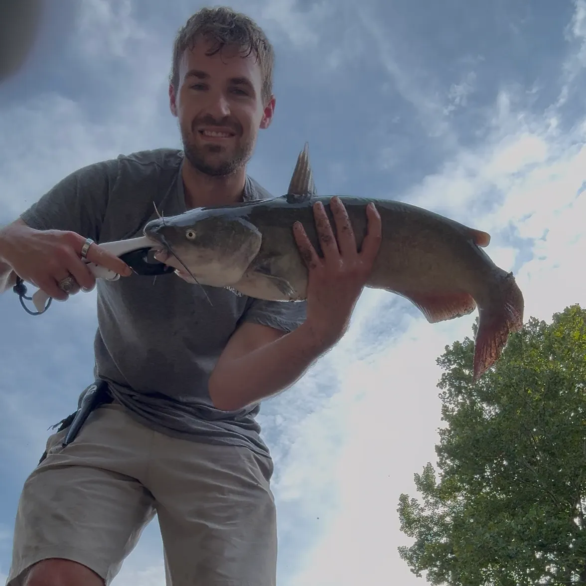 Channel catfish caught on Fishbrain