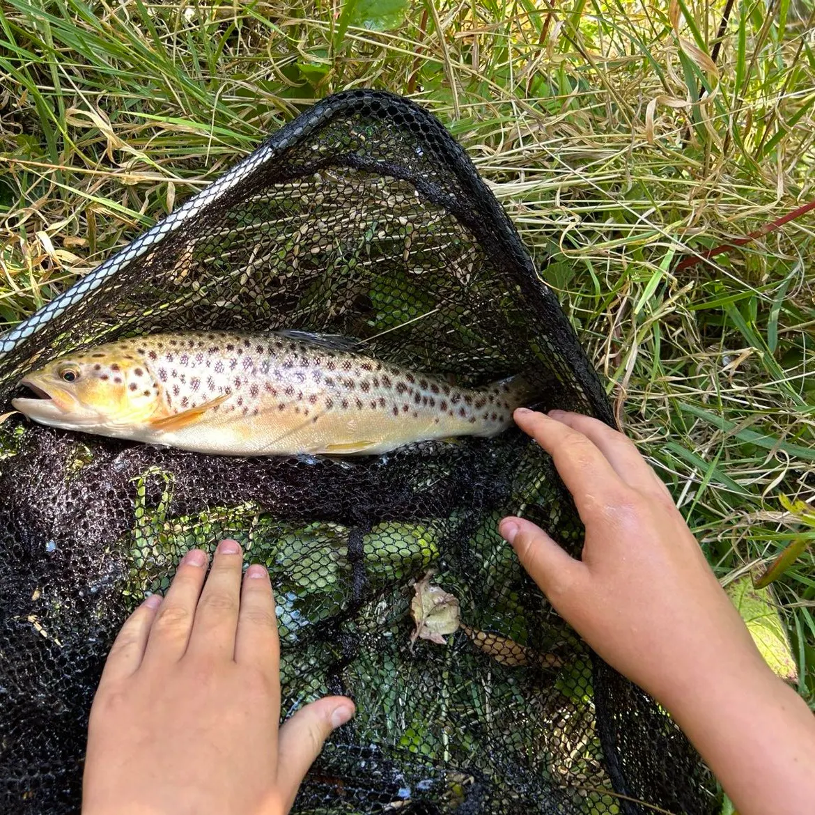 Brown trout caught on Fishbrain