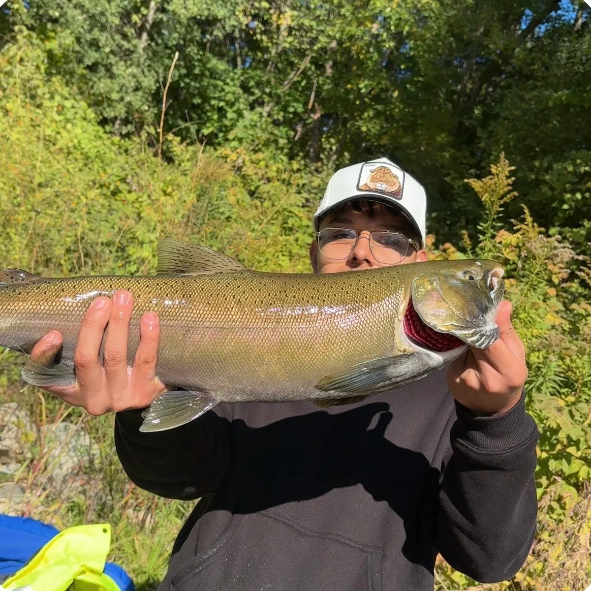 Coho salmon caught on Fishbrain