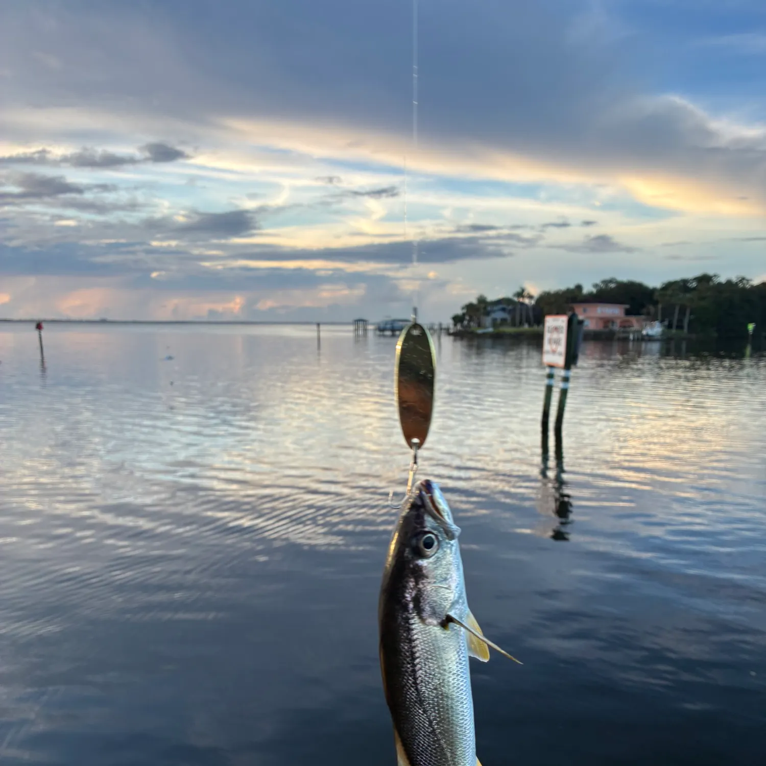 Sand seatrout caught on Fishbrain