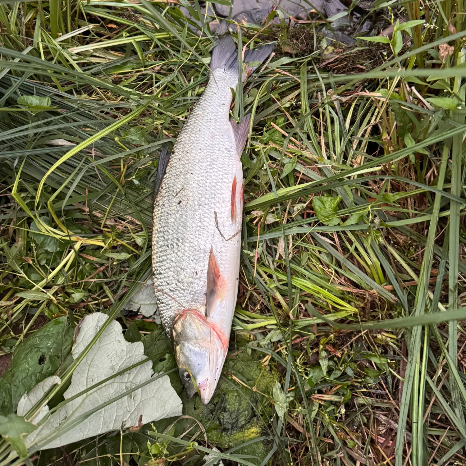 Asp caught on Fishbrain