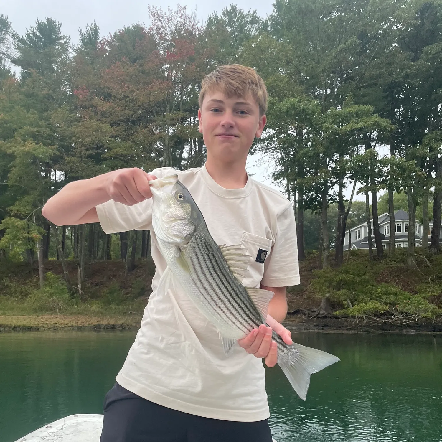 Striped bass caught on Fishbrain