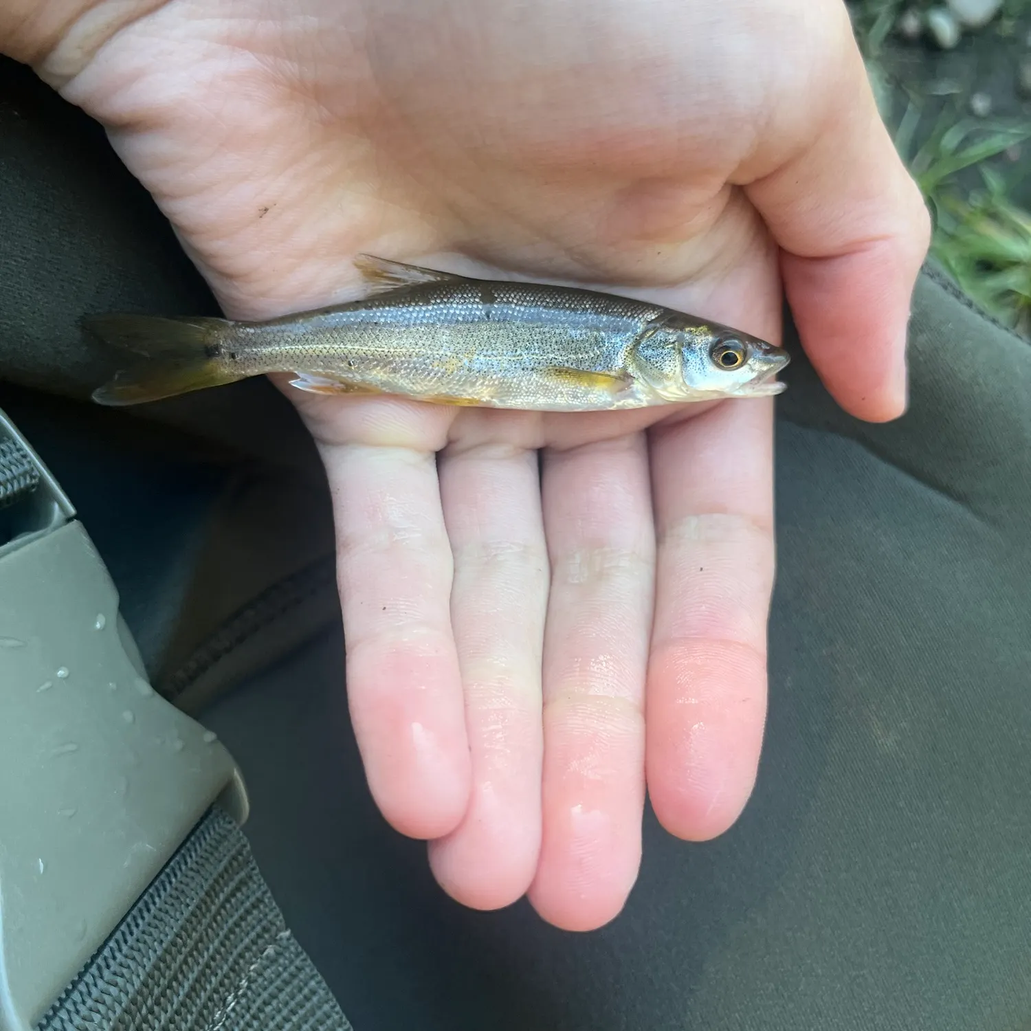 The most recent Northern pikeminnow catches on Fishbrain