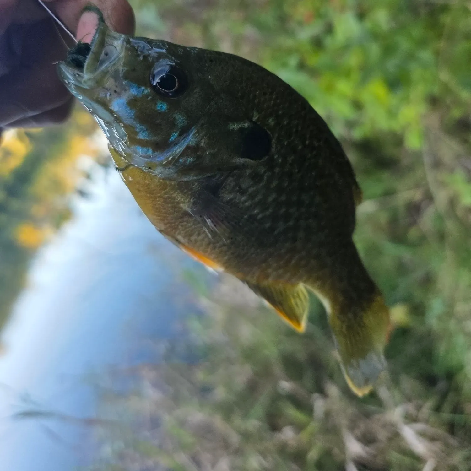 Greengill hybrid caught on Fishbrain