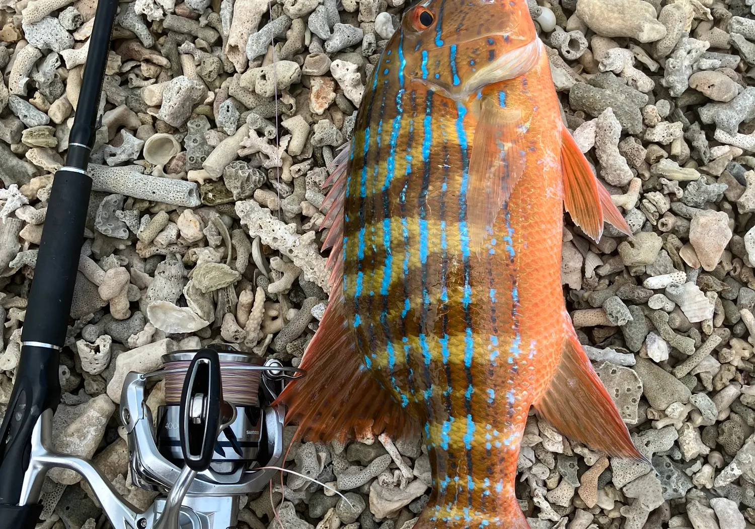 Chinaman snapper