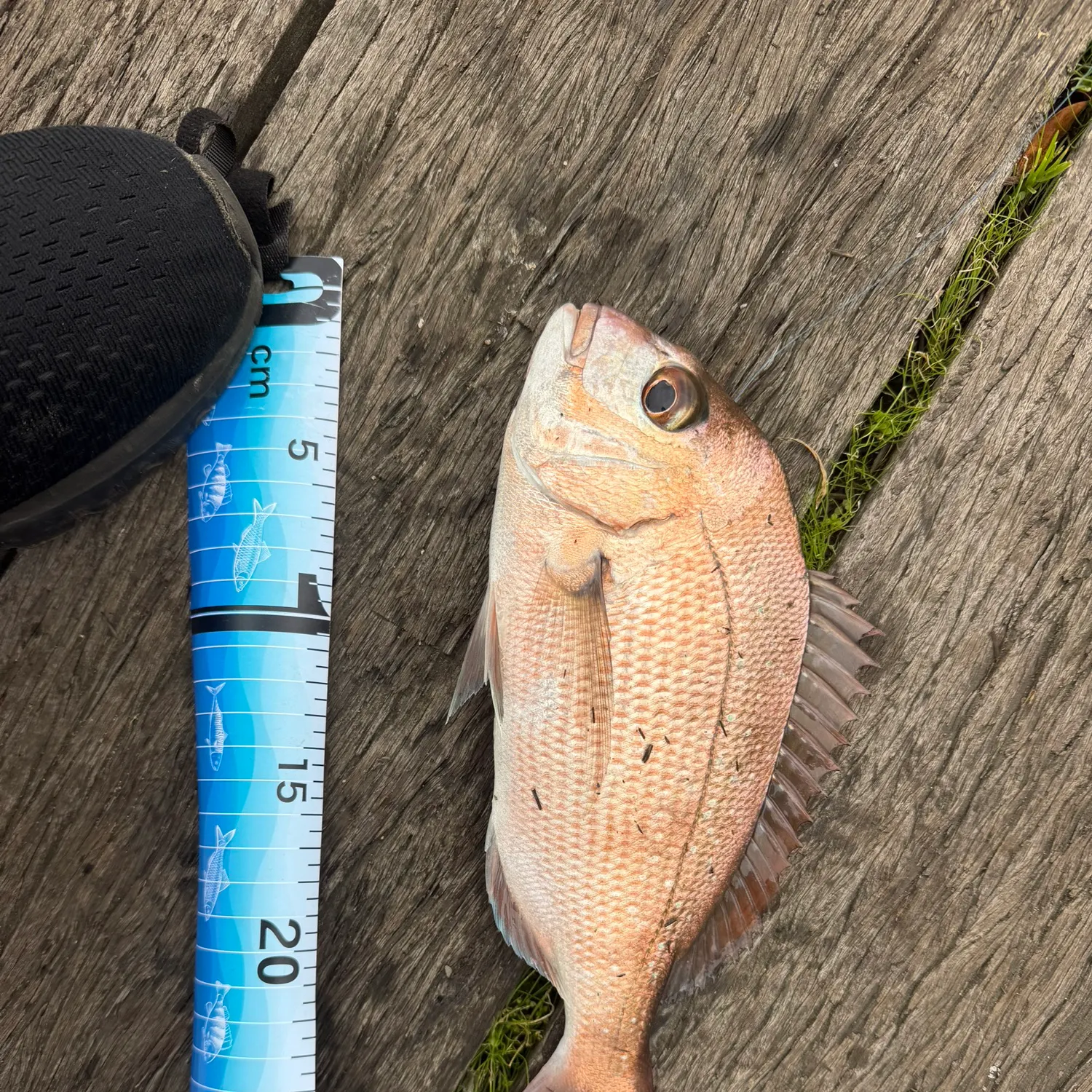 The most recent Australasian snapper catches on Fishbrain