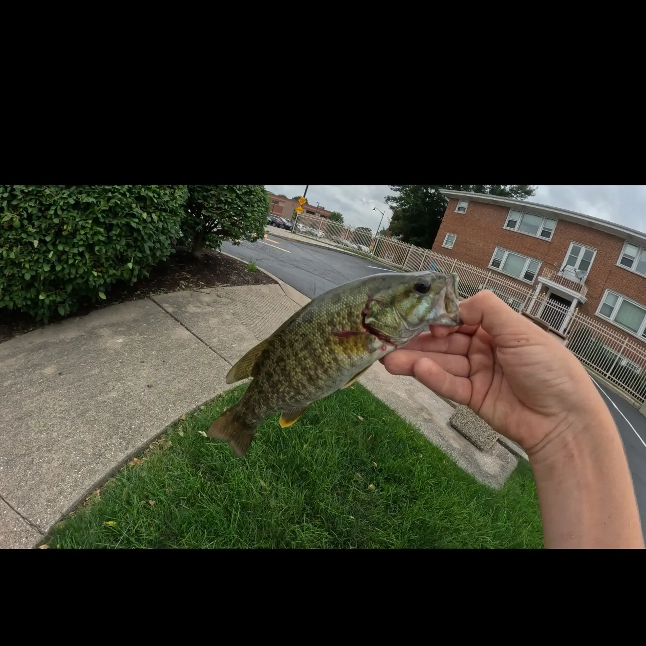 catch