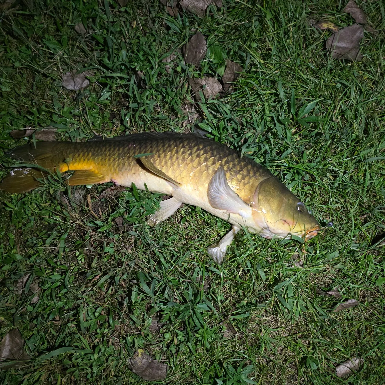 Common carp caught on Fishbrain