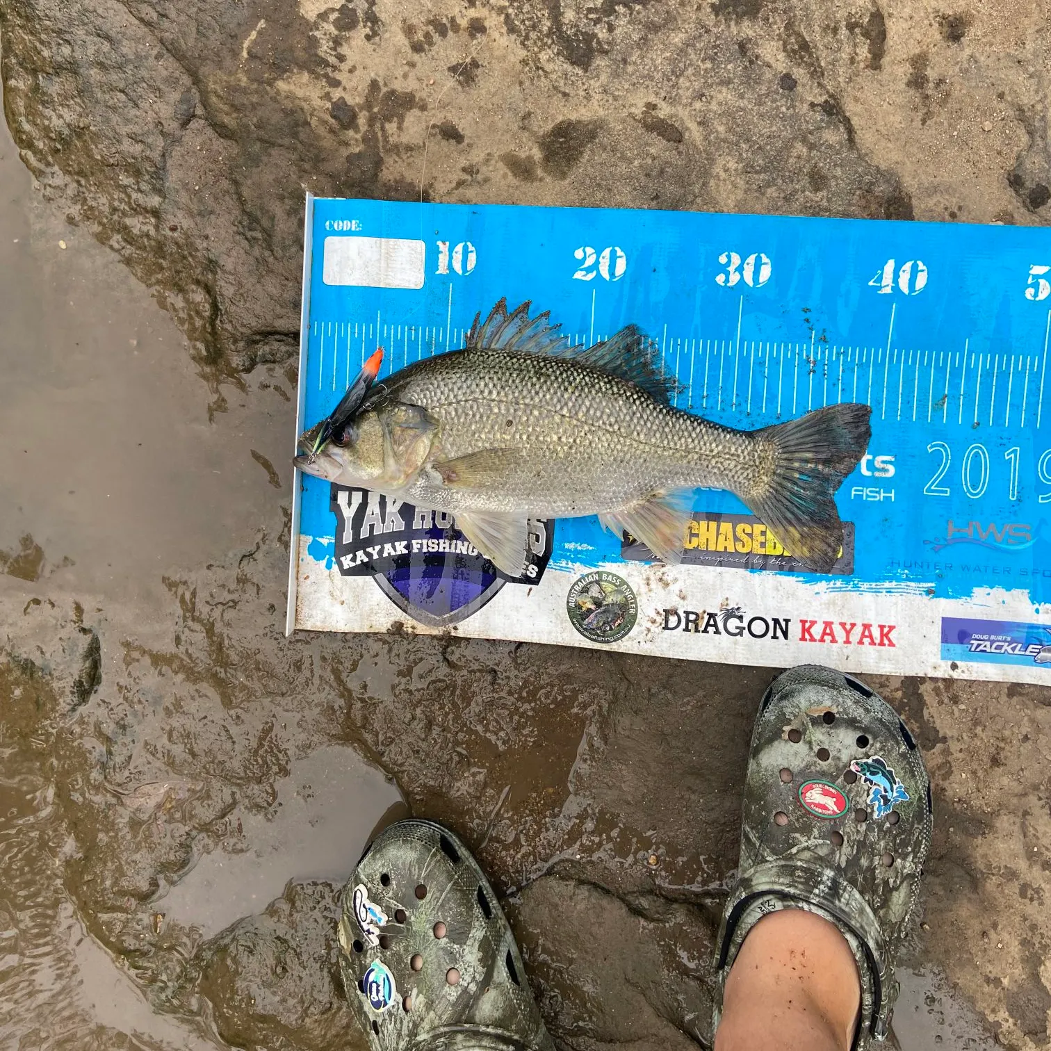 The most recent Australian bass catches on Fishbrain