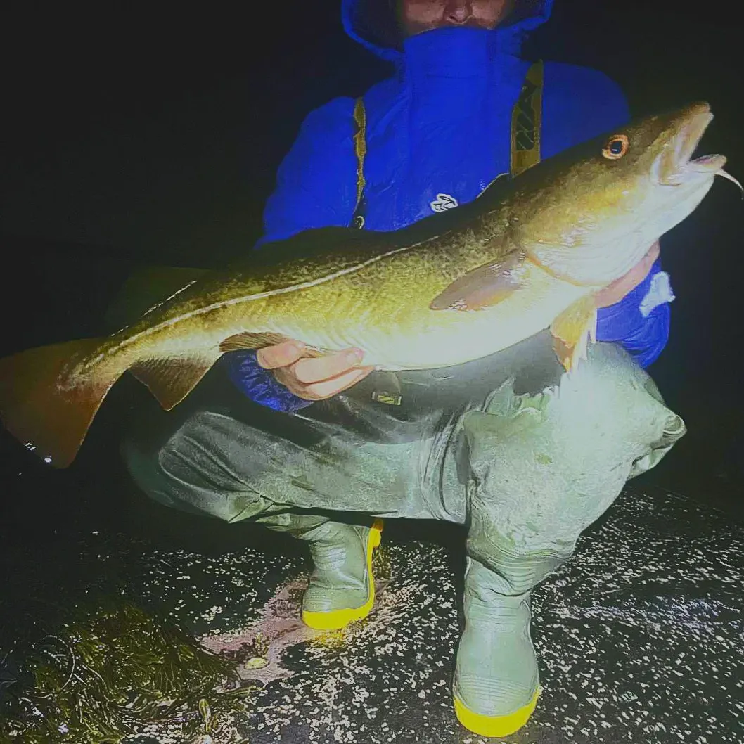 The most recent Atlantic cod catches on Fishbrain