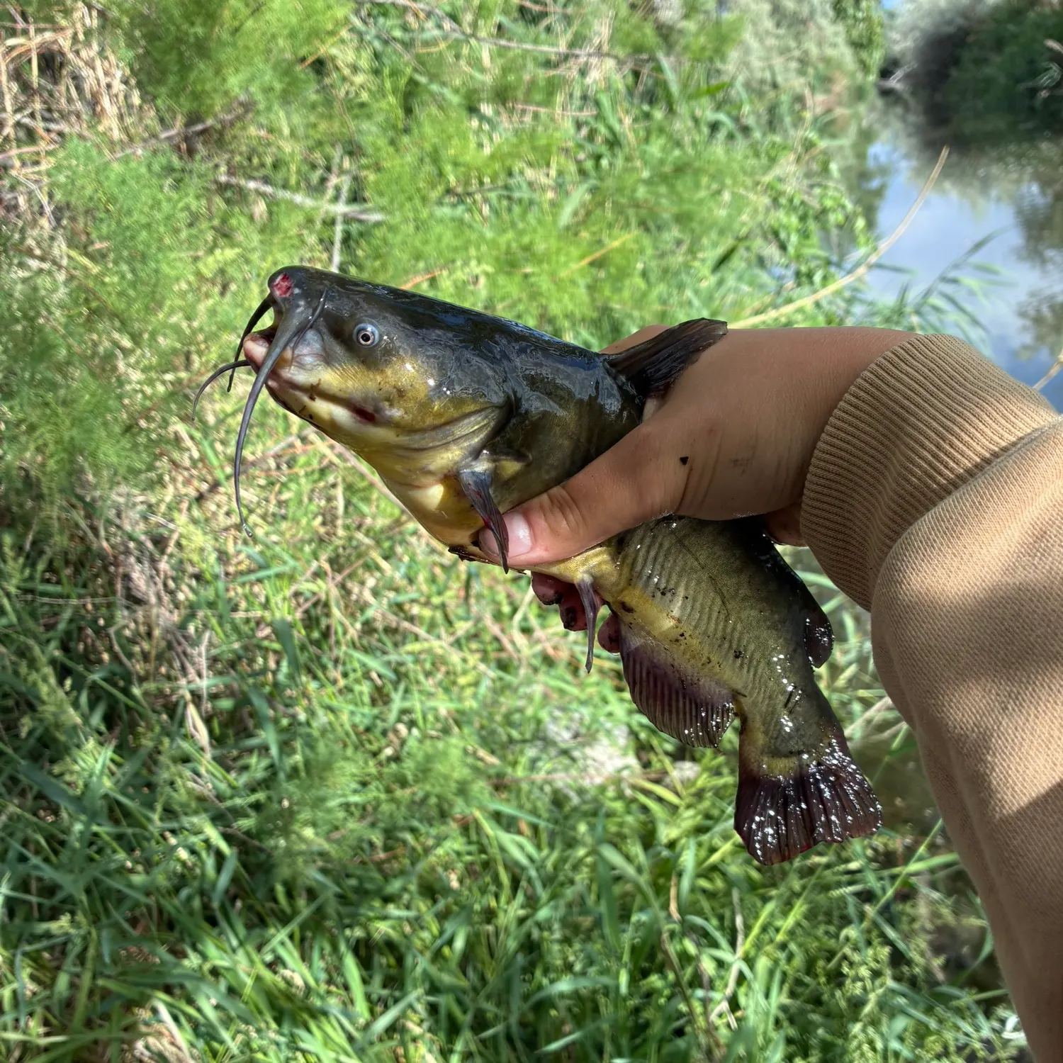 catch