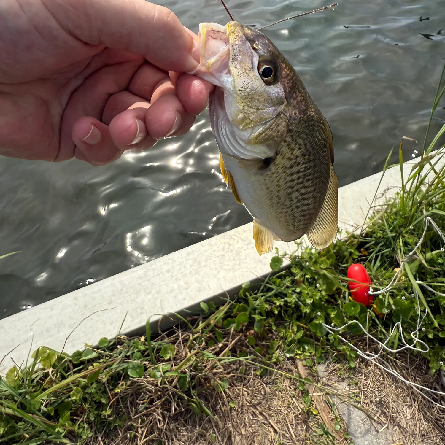 The most recent White seabass catches on Fishbrain