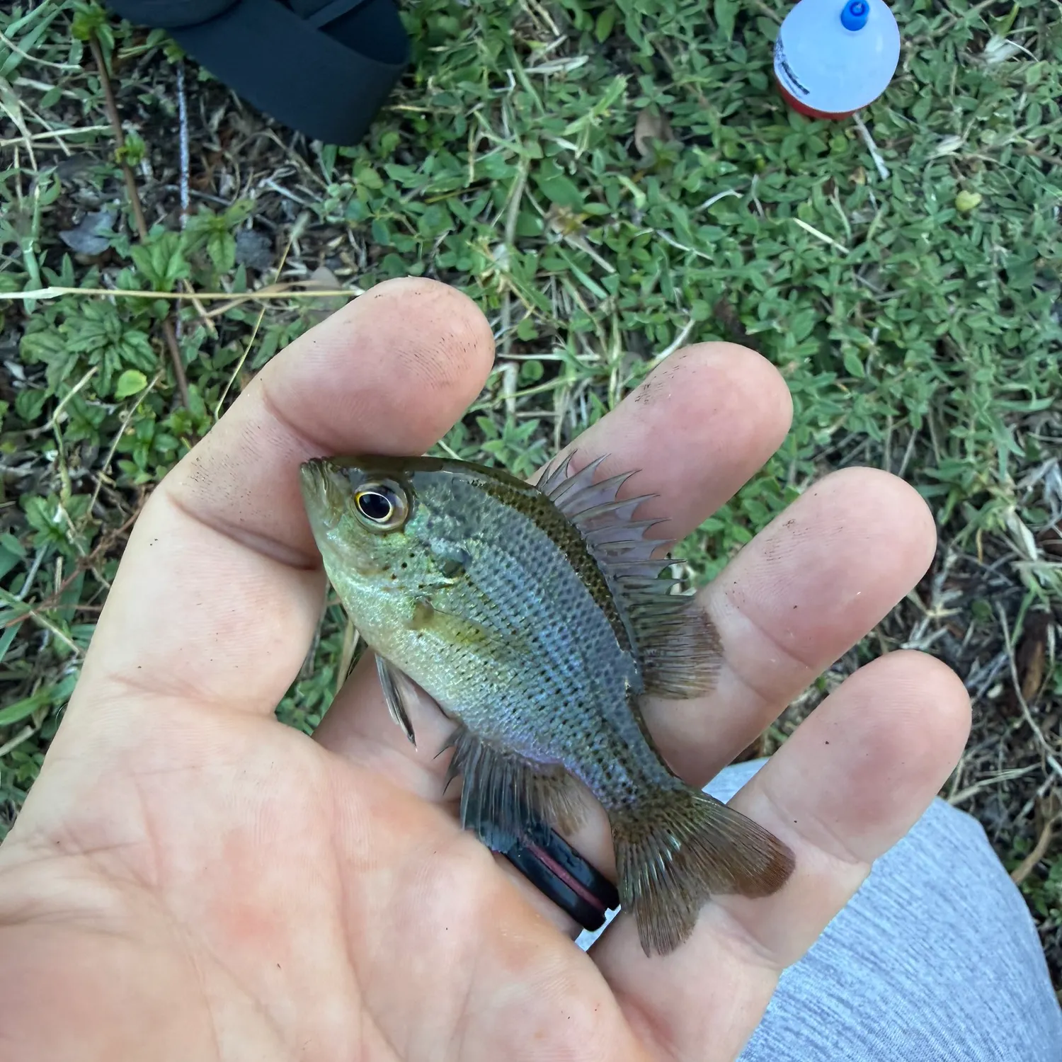 Spotted sunfish caught on Fishbrain