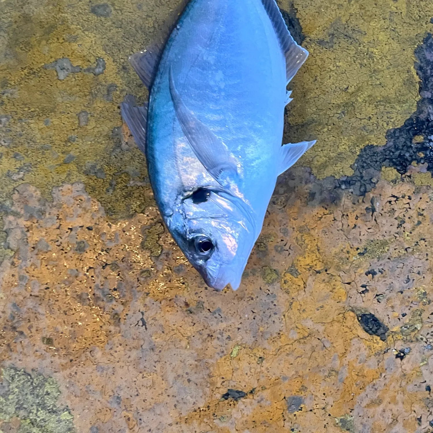 Silver trevally caught on Fishbrain