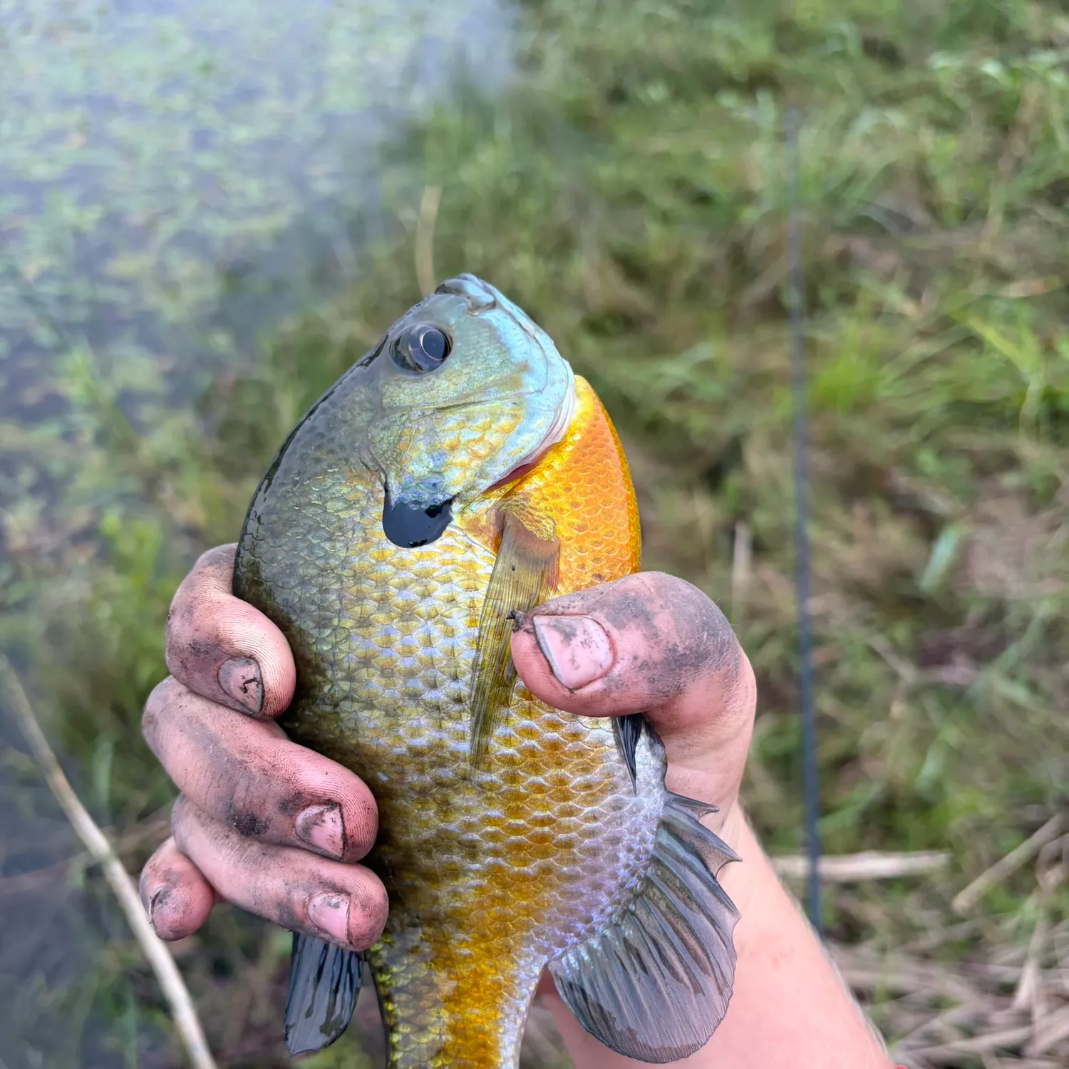 Bluegill caught on Fishbrain