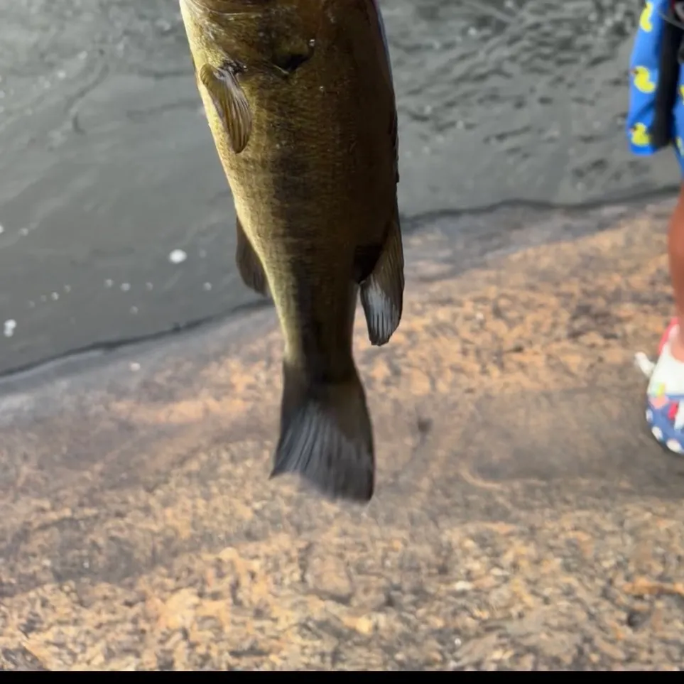 Smallmouth bass caught on Fishbrain