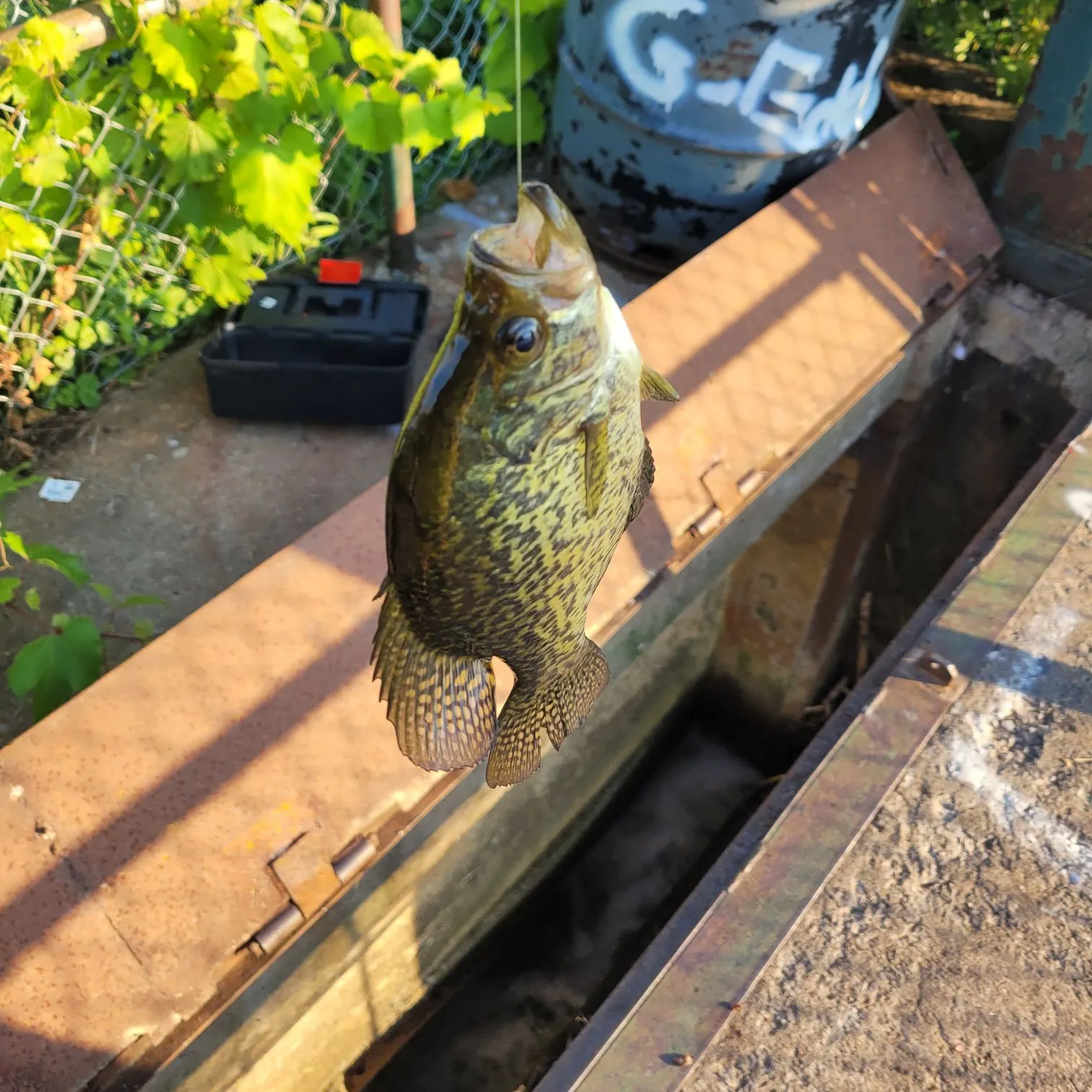 catch