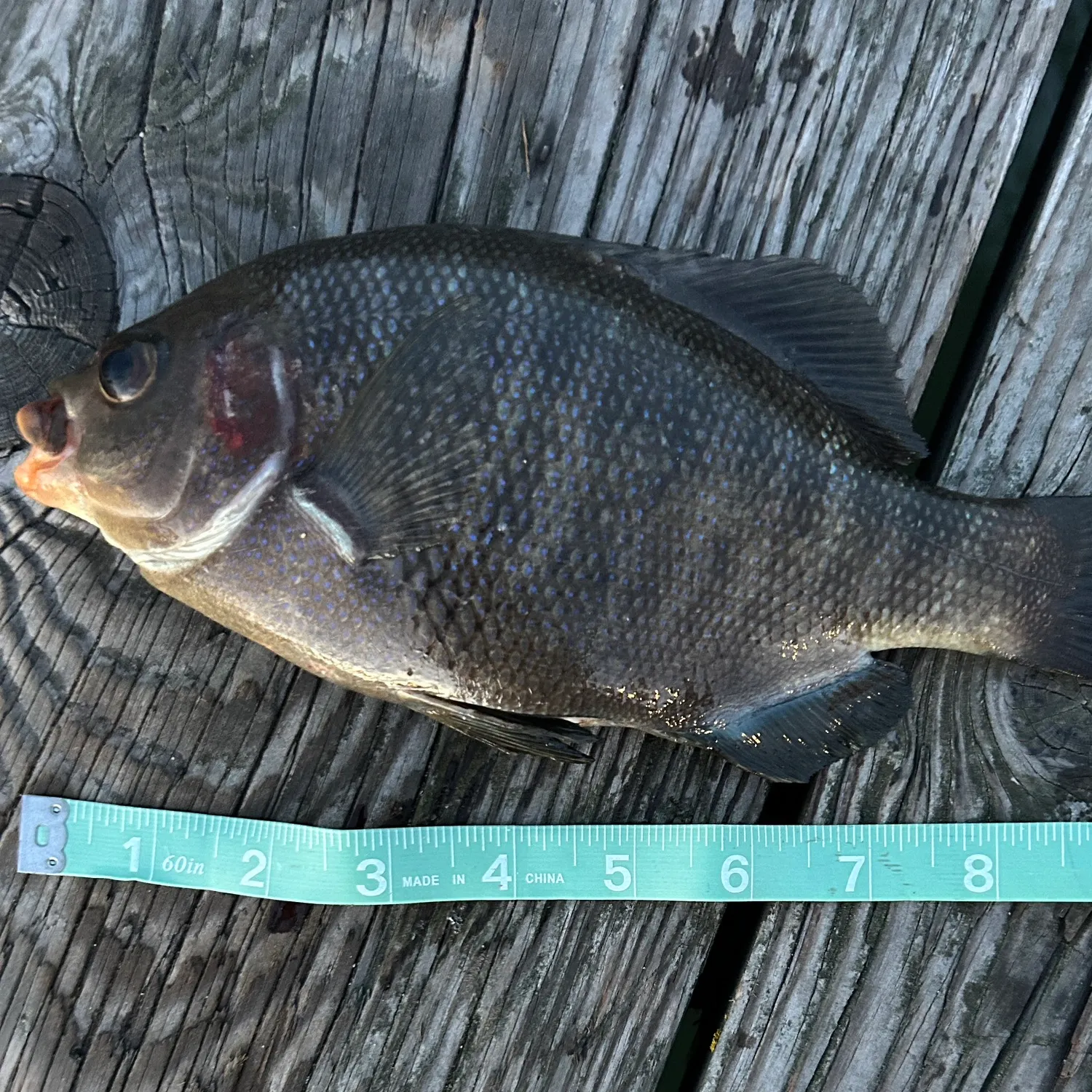 The most recent Black perch catches on Fishbrain