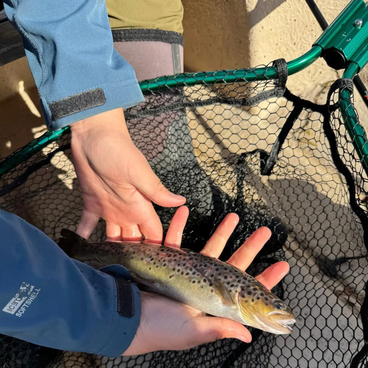 Lake trout caught on Fishbrain