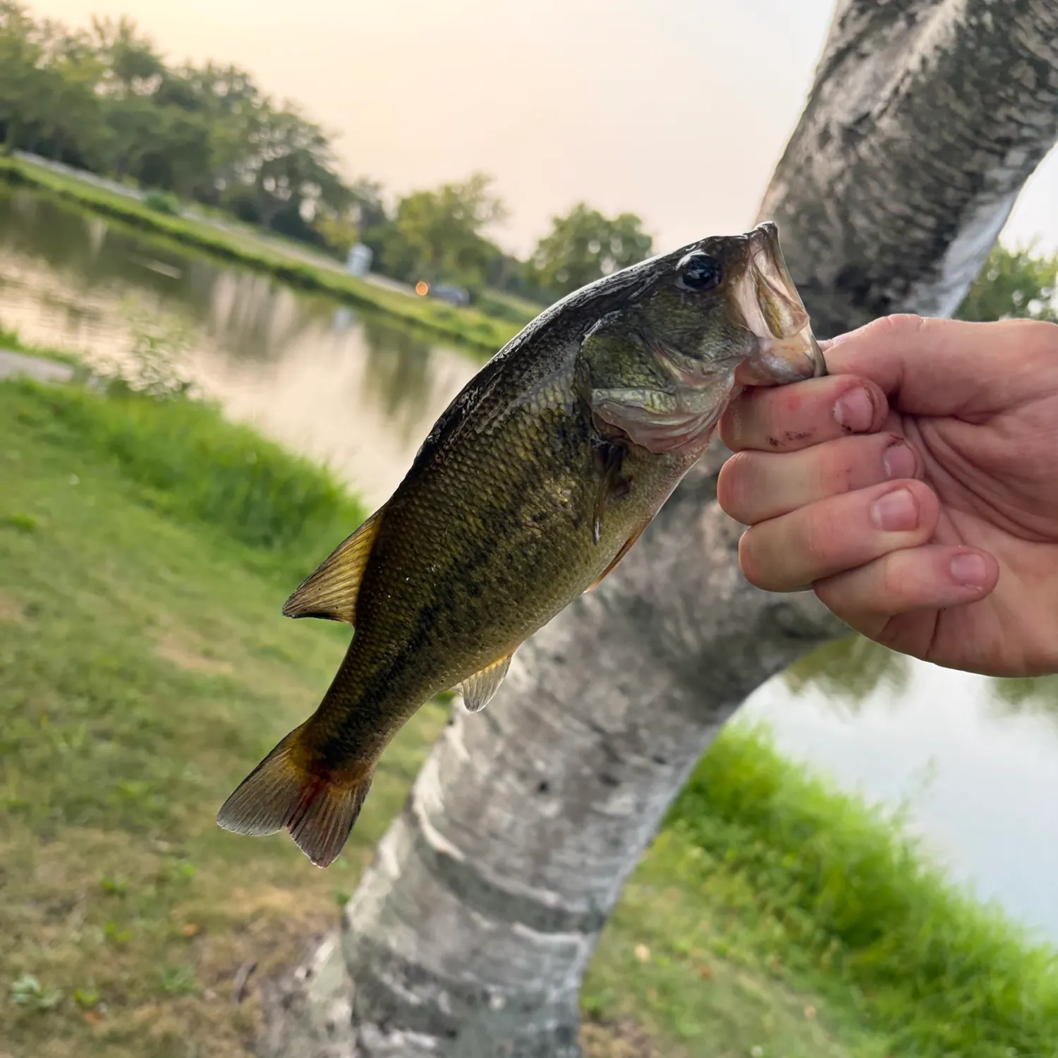 catch