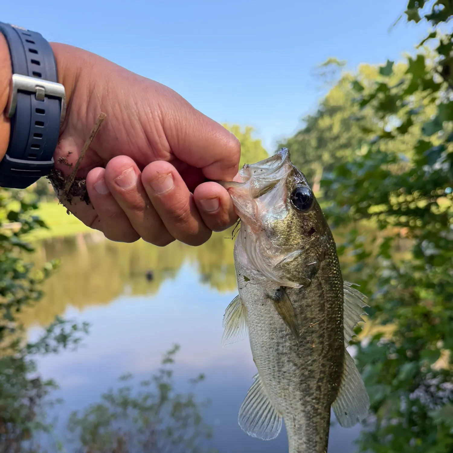 Largemouth bass caught on Fishbrain