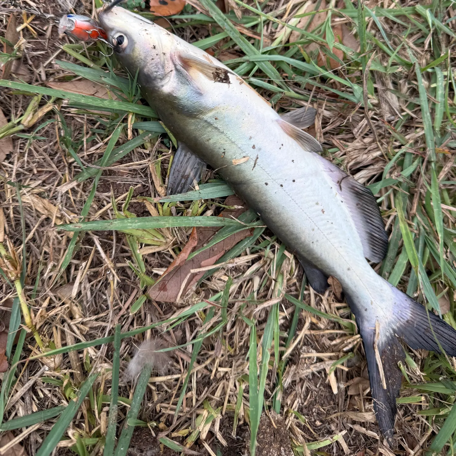 Channel catfish caught on Fishbrain