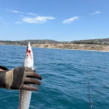The most recent Pacific barracuda catches on Fishbrain