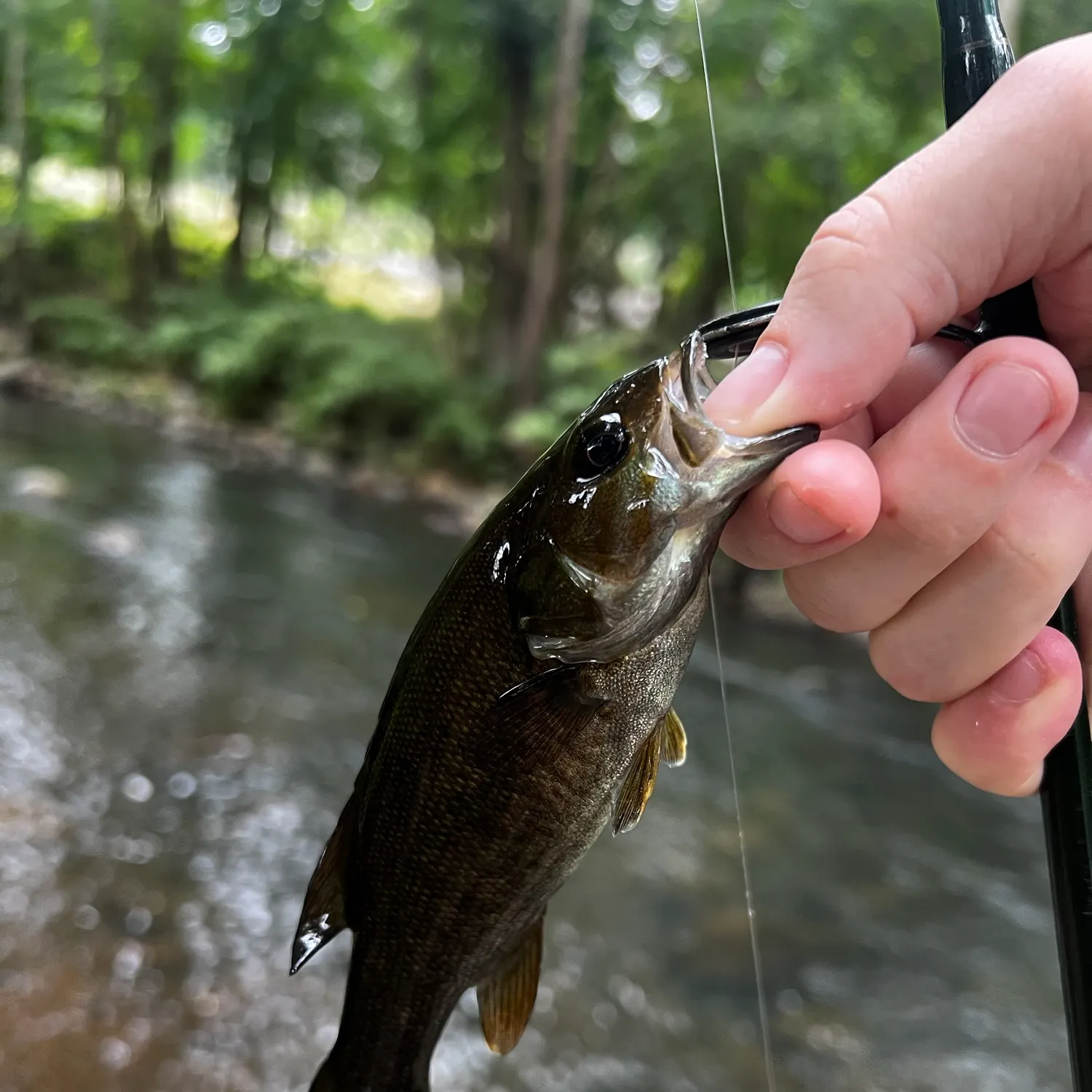 Smallmouth bass caught on Fishbrain