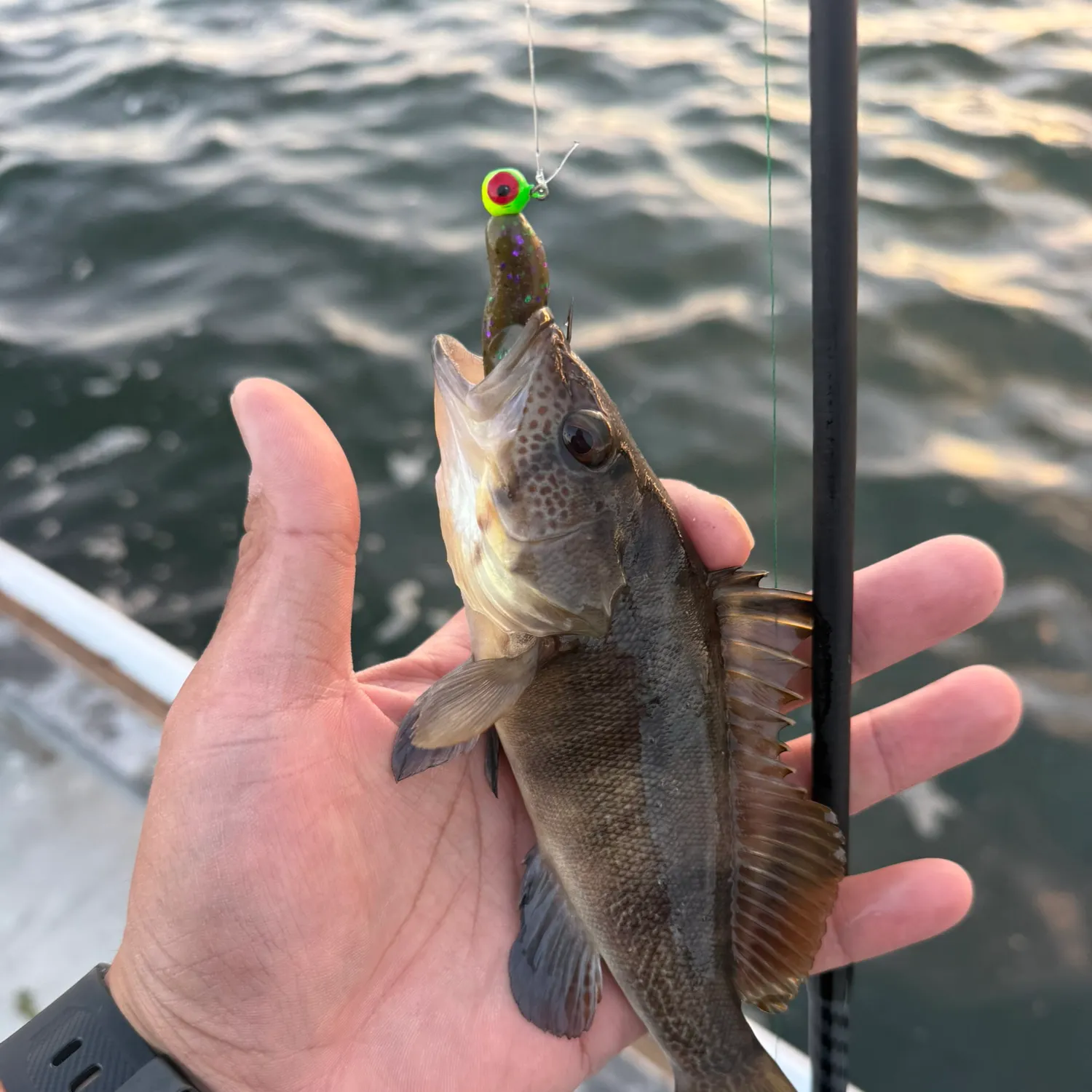 Barred sand bass caught on Fishbrain