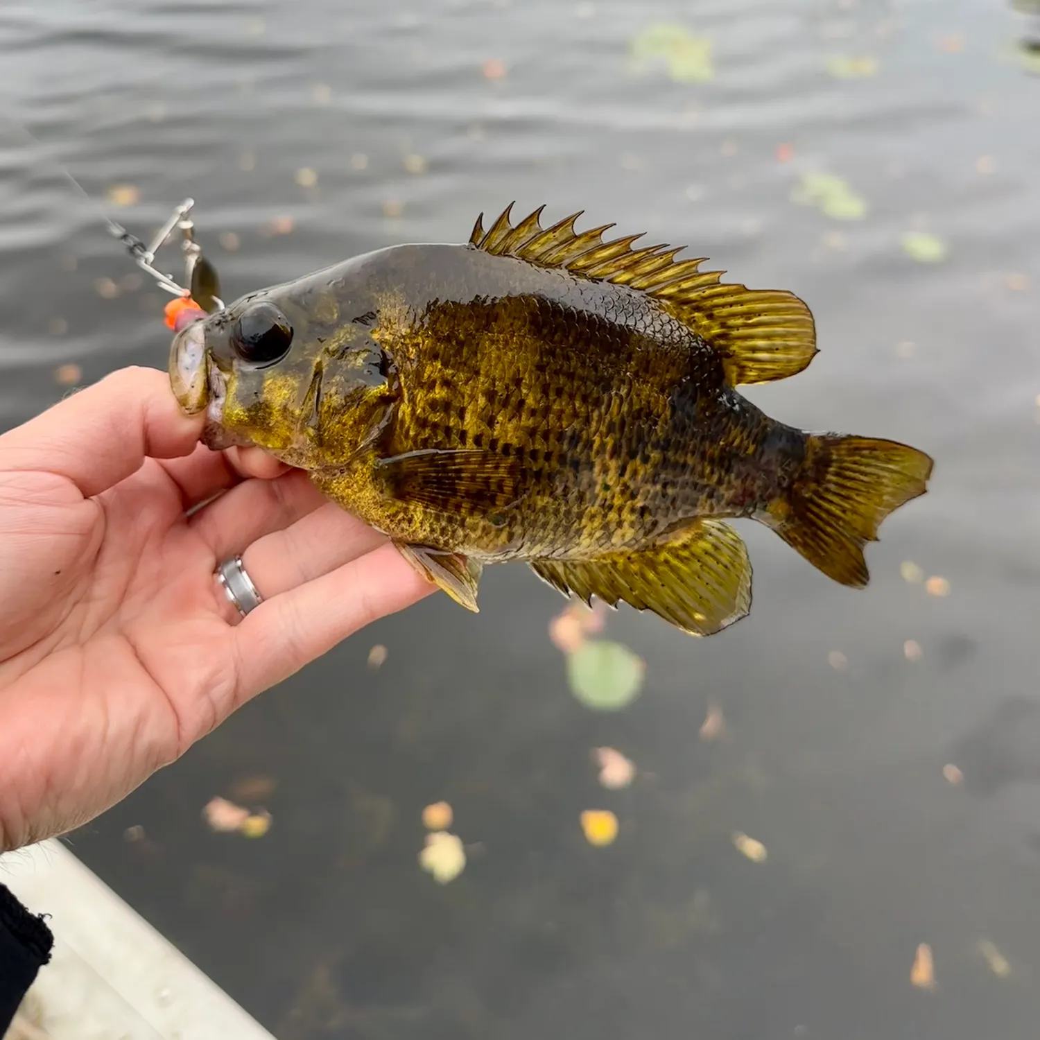 Rock bass caught on Fishbrain