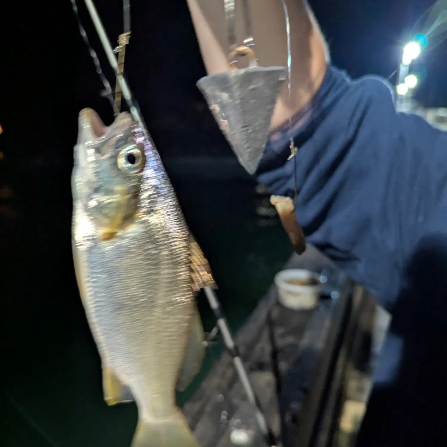 Silver perch caught on Fishbrain