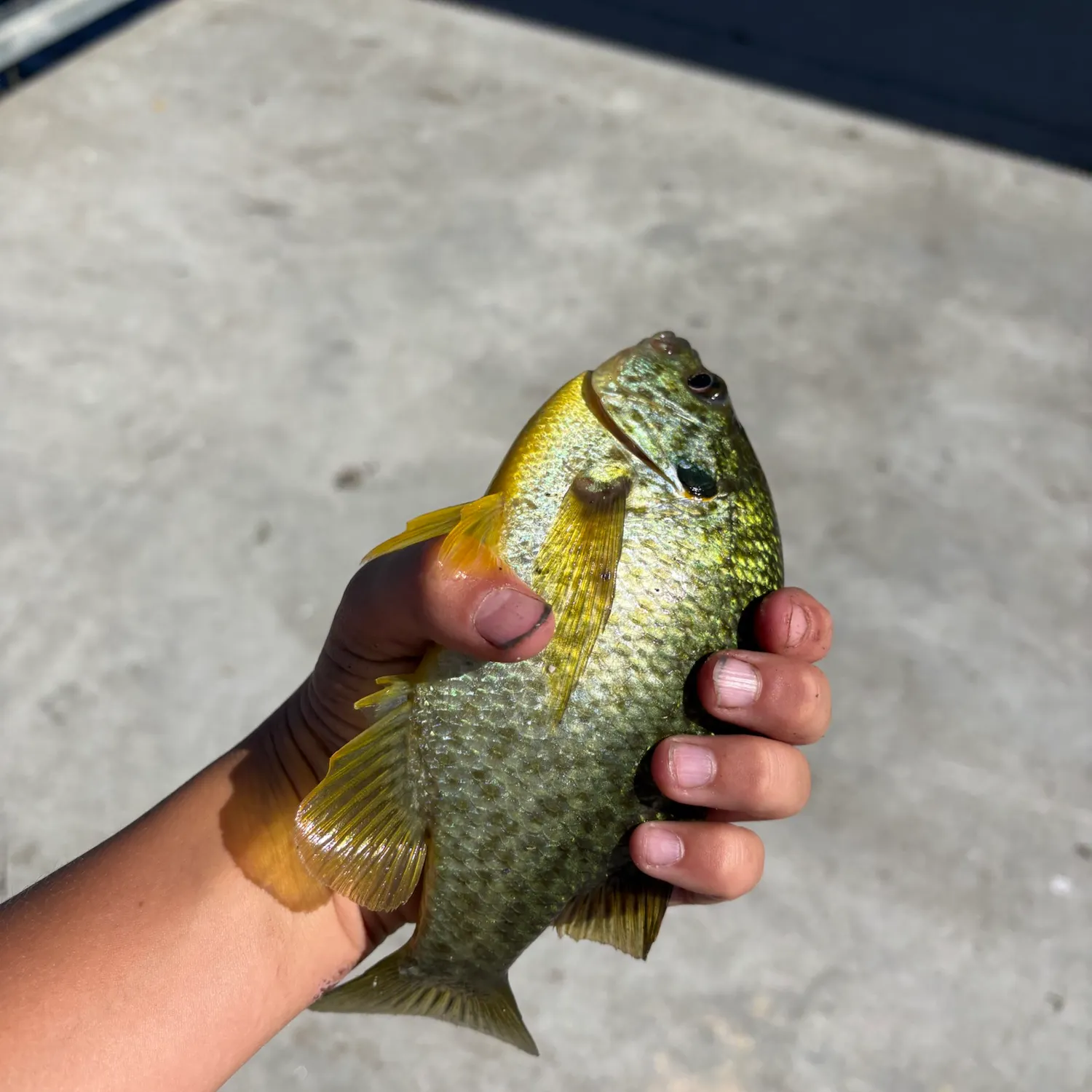 Redear sunfish caught on Fishbrain
