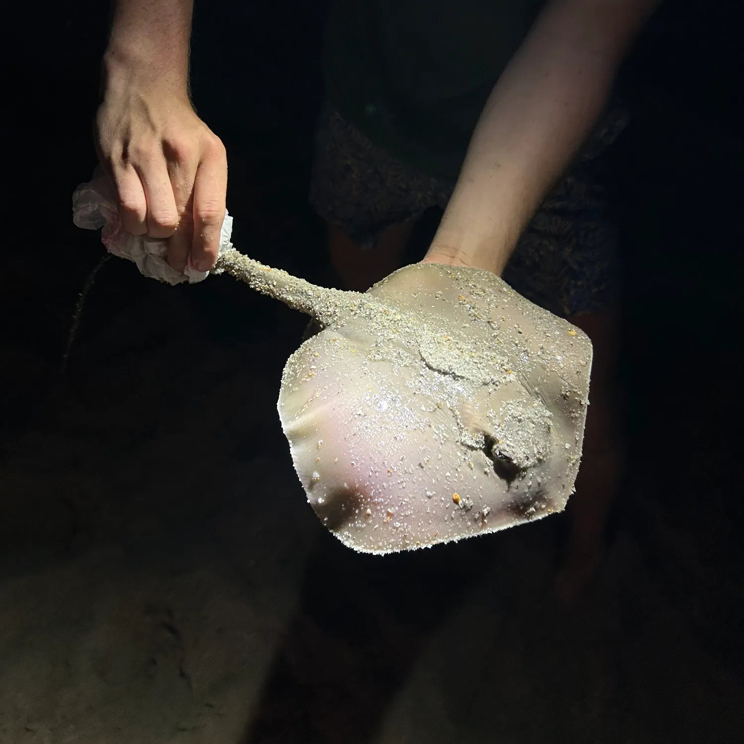 The most recent Giant oceanic manta ray catches on Fishbrain