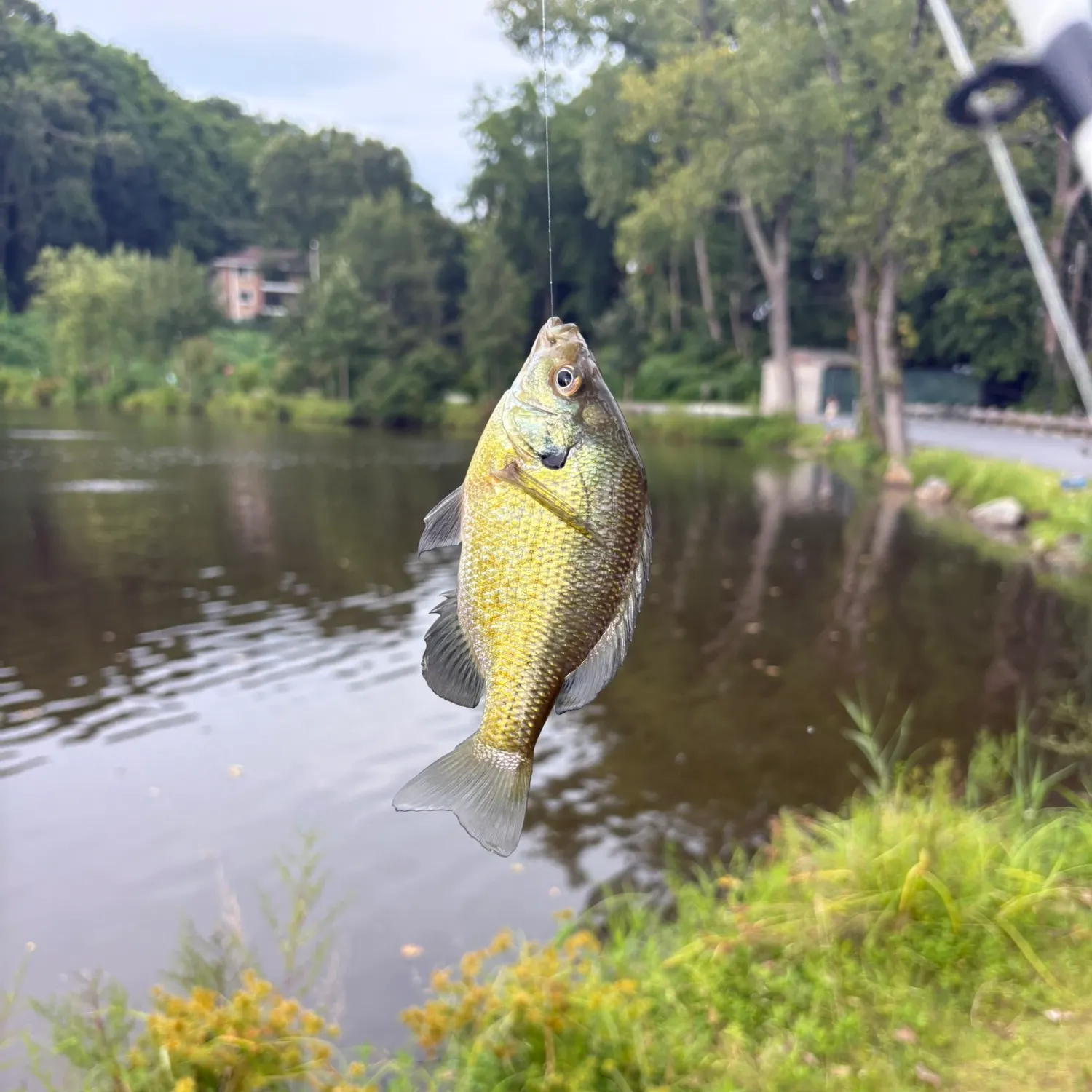 Bluegill caught on Fishbrain