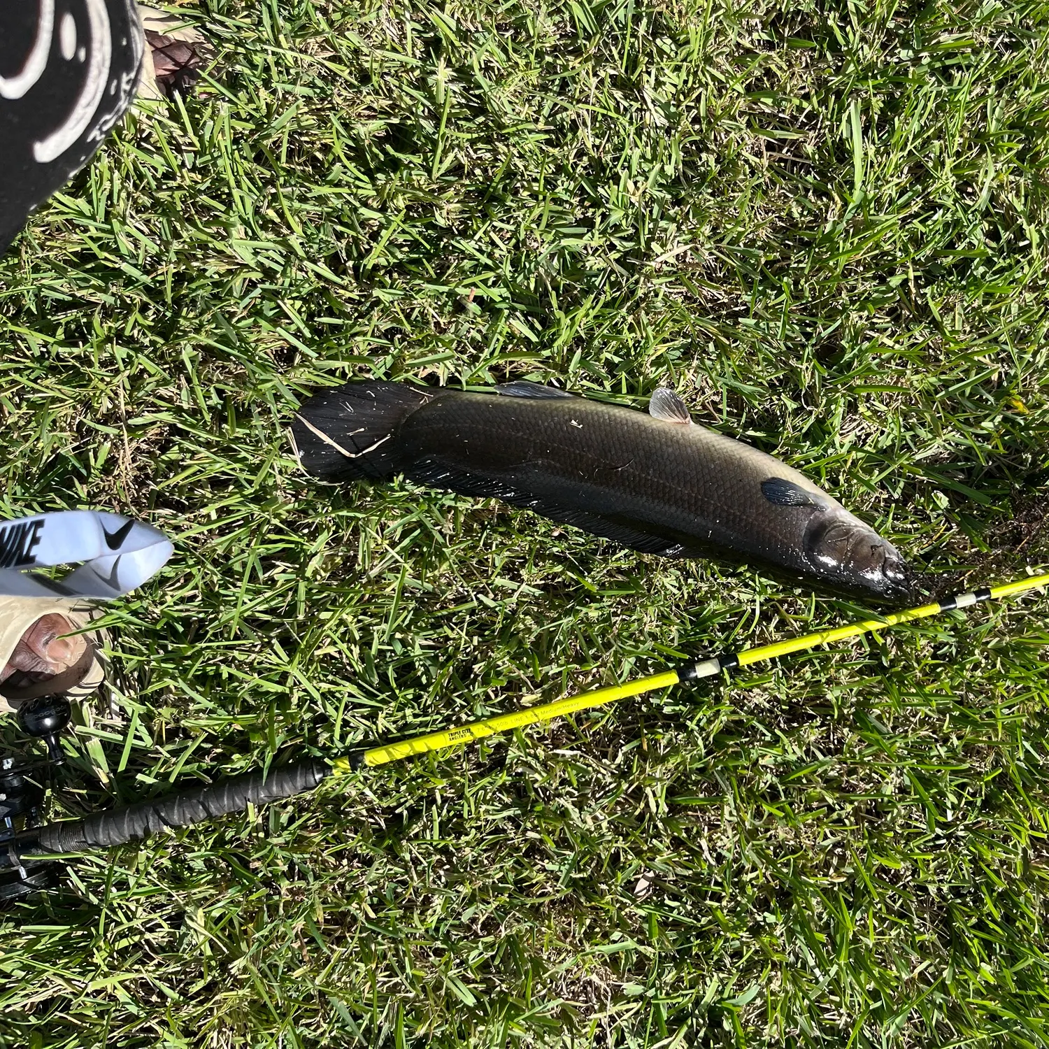 Ruddy bowfin caught on Fishbrain