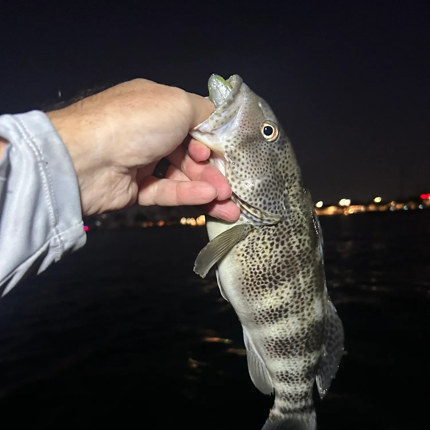 Spotted sand bass caught on Fishbrain